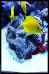 [TodoMarino.com] Acuario TodoMarino del 2º Trimestre de 2012