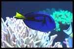 [TodoMarino.com] Acuario TodoMarino del 2º Trimestre de 2012