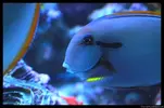 [TodoMarino.com] Acuario TodoMarino del 2º Trimestre de 2012