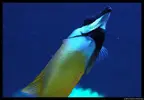 [TodoMarino.com] Acuario TodoMarino del 2º Trimestre de 2012