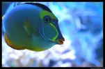 [TodoMarino.com] Acuario TodoMarino del 2º Trimestre de 2012