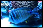 [TodoMarino.com] Acuario TodoMarino del 2º Trimestre de 2012