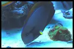 [TodoMarino.com] Acuario TodoMarino del 2º Trimestre de 2012
