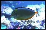 [TodoMarino.com] Acuario TodoMarino del 2º Trimestre de 2012