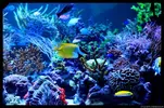 [TodoMarino.com] Acuario TodoMarino del 2º Trimestre de 2012