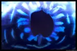 [TodoMarino.com] Acuario TodoMarino del 2º Trimestre de 2012