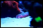 [TodoMarino.com] Acuario TodoMarino del 2º Trimestre de 2012