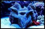 [TodoMarino.com] Acuario TodoMarino del 2º Trimestre de 2012