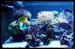 [TodoMarino.com] Acuario TodoMarino del 2º Trimestre de 2012