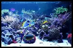 [TodoMarino.com] Acuario TodoMarino del 2º Trimestre de 2012