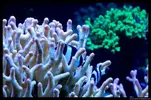 [TodoMarino.com] Acuario TodoMarino del 2º Trimestre de 2012