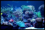 [TodoMarino.com] Acuario TodoMarino del 2º Trimestre de 2012