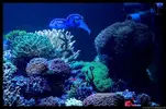 [TodoMarino.com] Acuario TodoMarino del 2º Trimestre de 2012