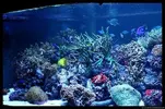 [TodoMarino.com] Acuario TodoMarino del 2º Trimestre de 2012