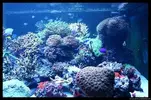 [TodoMarino.com] Acuario TodoMarino del 2º Trimestre de 2012