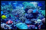 [TodoMarino.com] Acuario TodoMarino del 2º Trimestre de 2012
