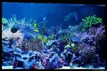 [TodoMarino.com] Acuario TodoMarino del 2º Trimestre de 2012