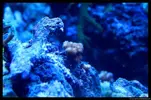 [TodoMarino.com] Acuario TodoMarino del 2º Trimestre de 2012