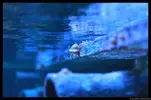 [TodoMarino.com] Acuario TodoMarino del 2º Trimestre de 2012