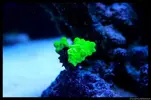 [TodoMarino.com] Acuario TodoMarino del 2º Trimestre de 2012