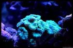 [TodoMarino.com] Acuario TodoMarino del 2º Trimestre de 2012