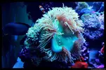 [TodoMarino.com] Acuario TodoMarino del 2º Trimestre de 2012