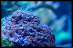 [TodoMarino.com] Acuario TodoMarino del 2º Trimestre de 2012