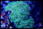 [TodoMarino.com] Acuario TodoMarino del 2º Trimestre de 2012