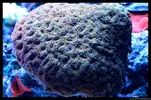 [TodoMarino.com] Acuario TodoMarino del 2º Trimestre de 2012