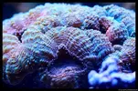 [TodoMarino.com] Acuario TodoMarino del 2º Trimestre de 2012