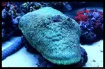 [TodoMarino.com] Acuario TodoMarino del 2º Trimestre de 2012