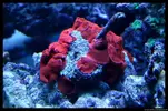 [TodoMarino.com] Acuario TodoMarino del 2º Trimestre de 2012