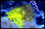 [TodoMarino.com] Acuario TodoMarino del 2º Trimestre de 2012