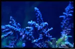 [TodoMarino.com] Acuario TodoMarino del 2º Trimestre de 2012
