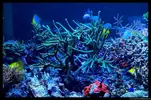[TodoMarino.com] Acuario TodoMarino del 2º Trimestre de 2012