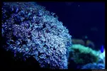 [TodoMarino.com] Acuario TodoMarino del 2º Trimestre de 2012