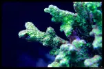 [TodoMarino.com] Acuario TodoMarino del 2º Trimestre de 2012