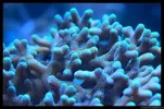 [TodoMarino.com] Acuario TodoMarino del 2º Trimestre de 2012