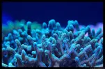 [TodoMarino.com] Acuario TodoMarino del 2º Trimestre de 2012