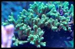 [TodoMarino.com] Acuario TodoMarino del 2º Trimestre de 2012