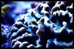 [TodoMarino.com] Acuario TodoMarino del 2º Trimestre de 2012