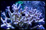 [TodoMarino.com] Acuario TodoMarino del 2º Trimestre de 2012
