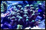 [TodoMarino.com] Acuario TodoMarino del 2º Trimestre de 2012