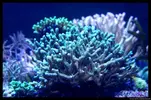 [TodoMarino.com] Acuario TodoMarino del 2º Trimestre de 2012