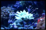 [TodoMarino.com] Acuario TodoMarino del 2º Trimestre de 2012