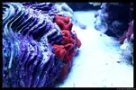 [TodoMarino.com] Acuario TodoMarino del 2º Trimestre de 2012