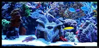 [TodoMarino.com] Acuario TodoMarino del 2º Trimestre de 2012