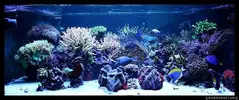 [TodoMarino.com] Acuario TodoMarino del 2º Trimestre de 2012