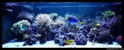 [TodoMarino.com] Acuario TodoMarino del 2º Trimestre de 2012