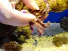 [TodoMarino.com] Q Coral es??